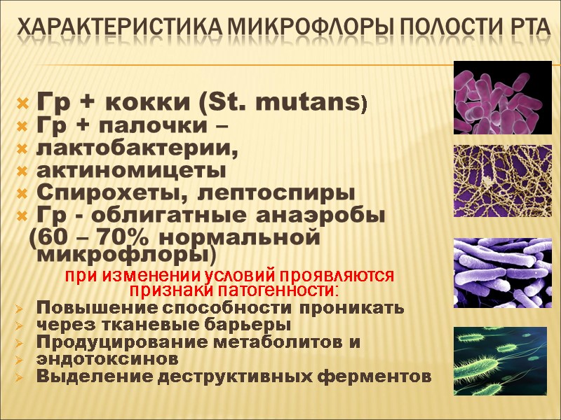 Характеристика микрофлоры полости рта Гр + кокки (St. mutans)  Гр + палочки –